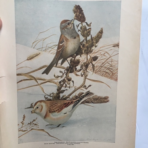 Antique Ornithological Bird Print Original 1913 - Picture 12 of 14